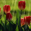 آموزشگاه موسیقی  هفت تیر درجه یک نغمه دل دانلودآلبوم زیبای Spring Rain برای موسیقی درمانی